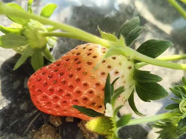 微生物菌肥 微生物菌肥